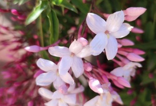 Clases de Yoga en Illescas | Yoga Nataraj